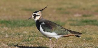 Más de 22.000 aves acuáticas de 71 especies pasan el invierno en las Illes Balears Más de 22.000 aves acuáticas de 71 especies pasan el invierno en las Illes Balears