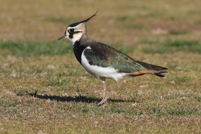Más de 22.000 aves acuáticas de 71 especies pasan el invierno en las Illes Balears