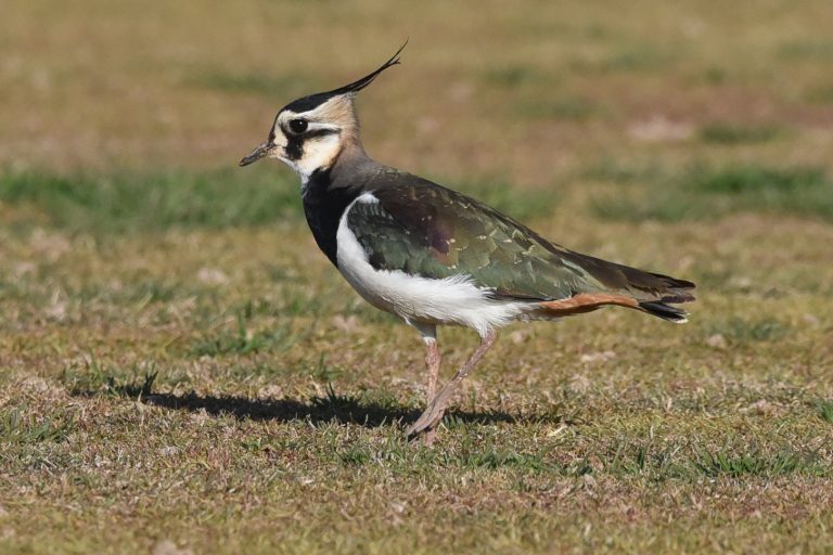 Más de 22.000 aves acuáticas de 71 especies pasan el invierno en las Illes Balears