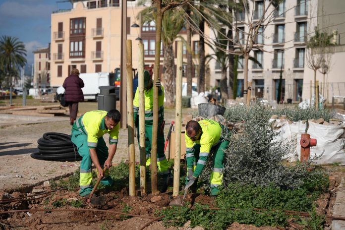 Palma inicia la replantación de 36 árboles en la plaza de Llorenç Villalonga