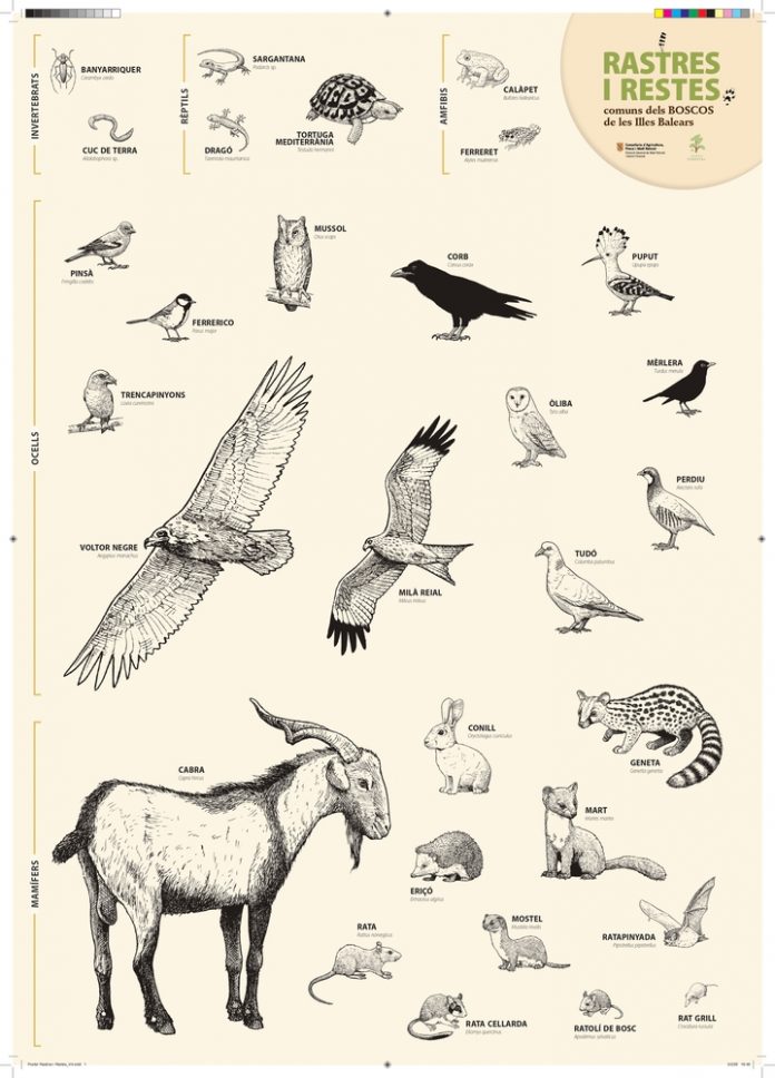 Nueva guía para descubrir los rastros de la fauna en los bosques de Baleares