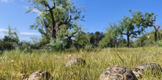 Liberan 15 tortugas moras en Calvià para reforzar la población de esta especie protegida Liberan 15 tortugas moras en Calvià para reforzar la población de esta especie protegida