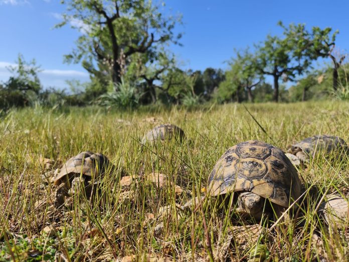 Liberan 15 tortugas moras en Calvià para reforzar la población de esta especie protegida