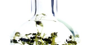 La producción de bebidas espirituosas con IGP en Baleares crece un 3% y roza los 1,8 millones de litros en 2025 La producción de bebidas espirituosas con IGP en Baleares crece un 3% y roza los 1,8 millones de litros en 2025