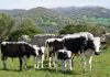 El Govern impulsa el reconocimiento estatal de la vaca de la reina como raza autóctona El Govern impulsa el reconocimiento estatal de la vaca de la reina como raza autóctona
