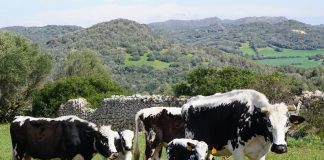 El Govern impulsa el reconocimiento estatal de la vaca de la reina como raza autóctona El Govern impulsa el reconocimiento estatal de la vaca de la reina como raza autóctona
