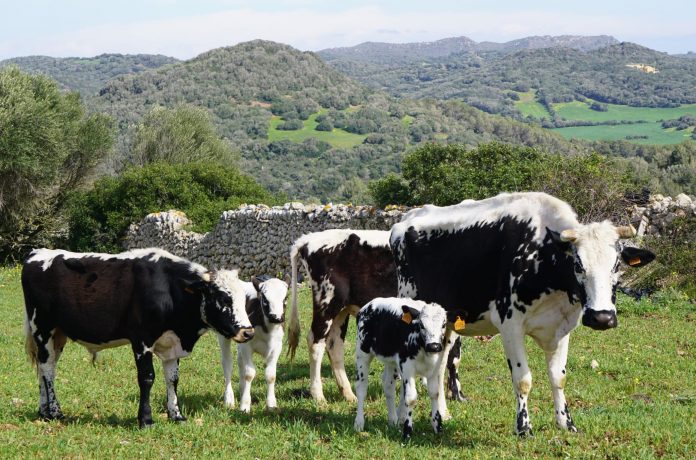 El Govern impulsa el reconocimiento estatal de la vaca de la reina como raza autóctona