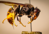 Un estudio de la UIB descarta un aumento de la mortalidad por la avispa asiática en España Un estudio de la UIB descarta un aumento de la mortalidad por la avispa asiática en España