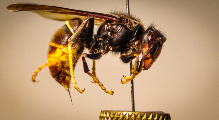 Un estudio de la UIB descarta un aumento de la mortalidad por la avispa asiática en España