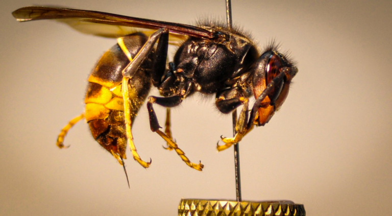 Un estudio de la UIB descarta un aumento de la mortalidad por la avispa asiática en España