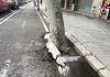 Pere Garau Saludable denuncia la caída de árboles y reclama más planificación y mantenimiento del arbolado urbano Pere Garau Saludable denuncia la caída de árboles y reclama más planificación y mantenimiento del arbolado urbano