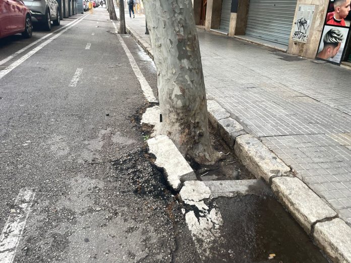 Pere Garau Saludable denuncia la caída de árboles y reclama más planificación y mantenimiento del arbolado urbano