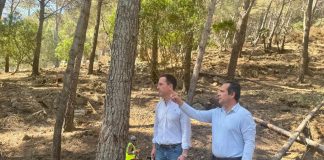 Plan de limpieza forestal para prevenir incendios en la Serra de Tramuntana Plan de limpieza forestal para prevenir incendios en la Serra de Tramuntana