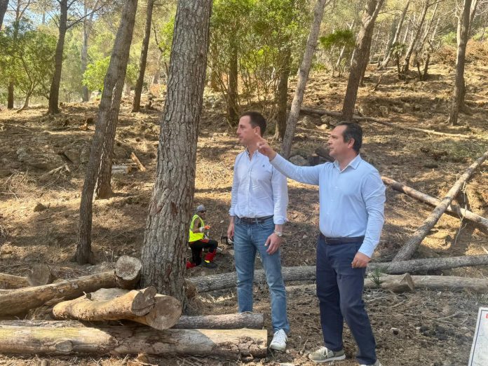 Plan de limpieza forestal para prevenir incendios en la Serra de Tramuntana