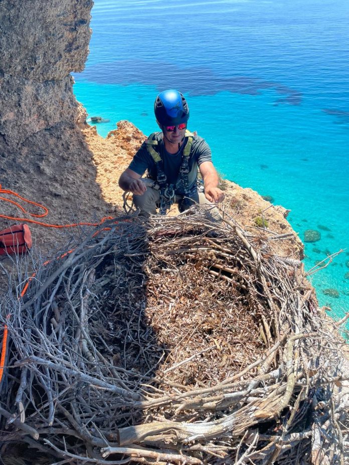 El Govern instala ocho nidos artificiales para reforzar la recuperación del águila pescadora en Baleares