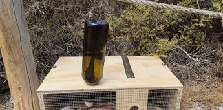2,18 millones de euros para proteger las lagartijas endémicas de Baleares frente a las serpientes invasoras 2,18 millones de euros para proteger las lagartijas endémicas de Baleares frente a las serpientes invasoras