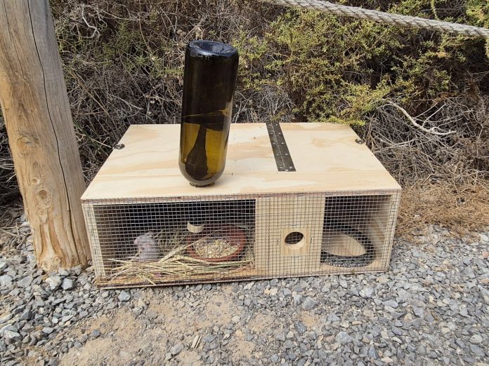 2,18 millones de euros para proteger las lagartijas endémicas de Baleares frente a las serpientes invasoras 2,18 millones de euros para proteger las lagartijas endémicas de Baleares frente a las serpientes invasoras
