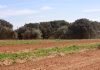 El Govern abre el plazo para que los productores de patata se sumen al Plan de Rotación contra la Globodera El Govern abre el plazo para que los productores de patata se sumen al Plan de Rotación contra la Globodera