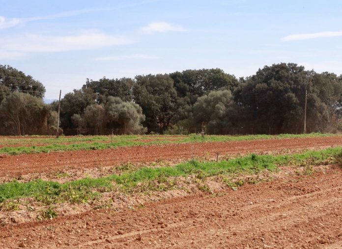 El Govern abre el plazo para que los productores de patata se sumen al Plan de Rotación contra la Globodera
