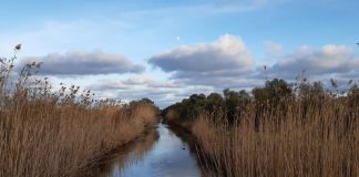 El Parque Natural de s’Albufera de Mallorca cerrará del 19 al 24 de agosto por obras de mejora El Parque Natural de s’Albufera de Mallorca cerrará del 19 al 24 de agosto por obras de mejora