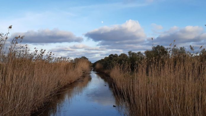 El Parque Natural de s’Albufera de Mallorca cerrará del 19 al 24 de agosto por obras de mejora