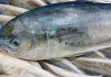La temporada de pesca de la llampuga arranca este martes en Baleares con 35 embarcaciones La temporada de pesca de la llampuga arranca este martes en Baleares con 35 embarcaciones