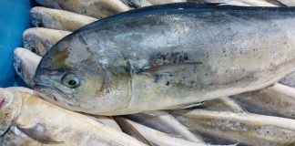 La temporada de pesca de la llampuga arranca este martes en Baleares con 35 embarcaciones La temporada de pesca de la llampuga arranca este martes en Baleares con 35 embarcaciones