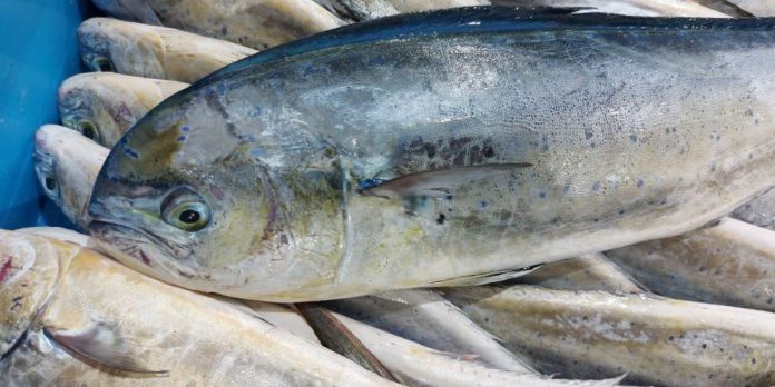 La temporada de pesca de la llampuga arranca este martes en Baleares con 35 embarcaciones