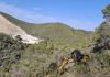 134 hectáreas forestales para reforzar la prevención de incendios en Baleares 134 hectáreas forestales para reforzar la prevención de incendios en Baleares