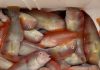 La temporada de pesca del raor comienza el 1 de septiembre con una población recuperada en Baleares La temporada de pesca del raor comienza el 1 de septiembre con una población recuperada en Baleares