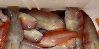 La temporada de pesca del raor comienza el 1 de septiembre con una población recuperada en Baleares La temporada de pesca del raor comienza el 1 de septiembre con una población recuperada en Baleares