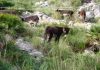 El pastoreo con asnos mallorquines se consolida como una alternativa sostenible para prevenir incendios y limpiar torrentes El pastoreo con asnos mallorquines se consolida como una alternativa sostenible para prevenir incendios y limpiar torrentes