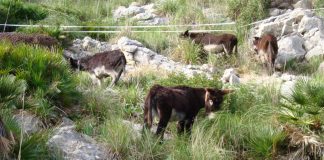 El pastoreo con asnos mallorquines se consolida como una alternativa sostenible para prevenir incendios y limpiar torrentes El pastoreo con asnos mallorquines se consolida como una alternativa sostenible para prevenir incendios y limpiar torrentes