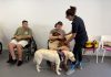 Más de 450 usuarios de las residencias de Dependencia se benefician de la terapia asistida con animales Más de 450 usuarios de las residencias de Dependencia se benefician de la terapia asistida con animales