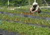 El Govern producirá más de 180.000 plantas autóctonas para restaurar los espacios naturales de Baleares El Govern producirá más de 180.000 plantas autóctonas para restaurar los espacios naturales de Baleares
