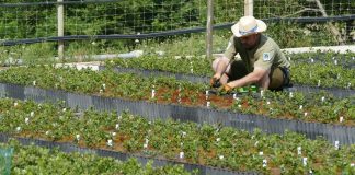 El Govern producirá más de 180.000 plantas autóctonas para restaurar los espacios naturales de Baleares El Govern producirá más de 180.000 plantas autóctonas para restaurar los espacios naturales de Baleares
