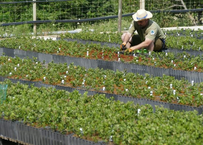 El Govern producirá más de 180.000 plantas autóctonas para restaurar los espacios naturales de Baleares El Govern producirá más de 180.000 plantas autóctonas para restaurar los espacios naturales de Baleares