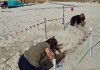 Nacen 23 crías de tortuga marina en el primer nido confirmado este año en Baleares Nacen 23 crías de tortuga marina en el primer nido confirmado este año en Baleares