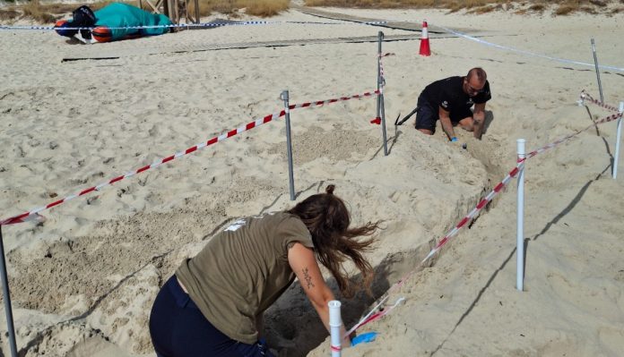 Nacen 23 crías de tortuga marina en el primer nido confirmado este año en Baleares