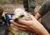 El Govern creará una fundación pública para garantizar la continuidad del servicio de recuperación de fauna El Govern creará una fundación pública para garantizar la continuidad del servicio de recuperación de fauna
