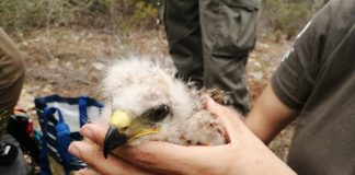 El Govern creará una fundación pública para garantizar la continuidad del servicio de recuperación de fauna El Govern creará una fundación pública para garantizar la continuidad del servicio de recuperación de fauna