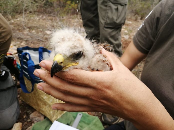 El Govern creará una fundación pública para garantizar la continuidad del servicio de recuperación de fauna