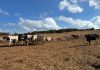 El Govern destina 12,2 millones a modernizar las explotaciones agrarias de Baleares El Govern destina 12,2 millones a modernizar las explotaciones agrarias de Baleares