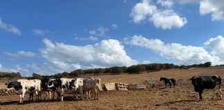 El Govern destina 12,2 millones a modernizar las explotaciones agrarias de Baleares El Govern destina 12,2 millones a modernizar las explotaciones agrarias de Baleares