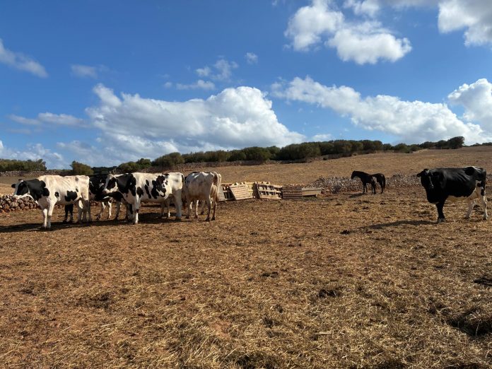 El Govern destina 12,2 millones a modernizar las explotaciones agrarias de Baleares