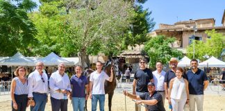 Sineu celebra la primera Diada del Caballo Mallorquín para reivindicar una raza autóctona en peligro de extinción Sineu celebra la primera Diada del Caballo Mallorquín para reivindicar una raza autóctona en peligro de extinción