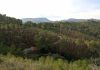 Baleares adapta más de 160 hectáreas de bosque al cambio climático para reducir el riesgo de incendios Baleares adapta más de 160 hectáreas de bosque al cambio climático para reducir el riesgo de incendios