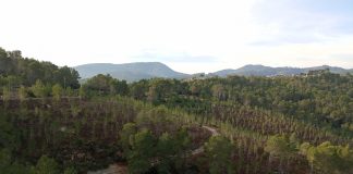 Baleares adapta más de 160 hectáreas de bosque al cambio climático para reducir el riesgo de incendios Baleares adapta más de 160 hectáreas de bosque al cambio climático para reducir el riesgo de incendios