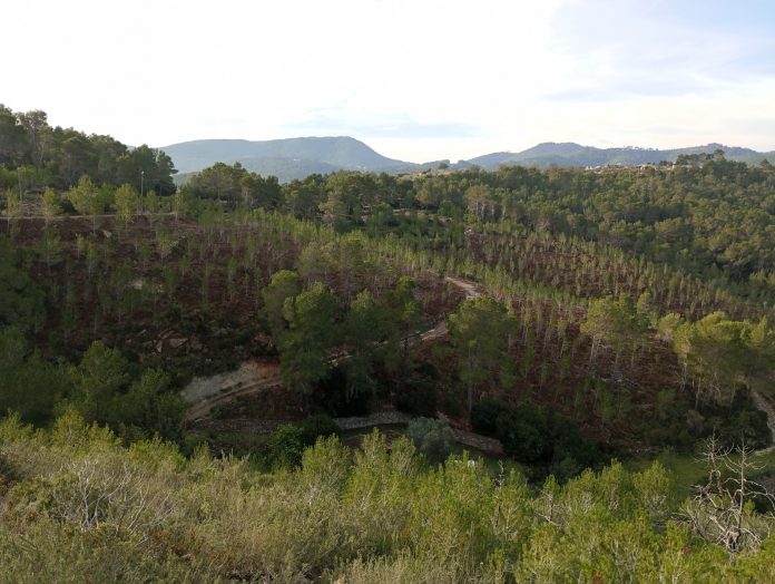 Baleares adapta más de 160 hectáreas de bosque al cambio climático para reducir el riesgo de incendios Baleares adapta más de 160 hectáreas de bosque al cambio climático para reducir el riesgo de incendios