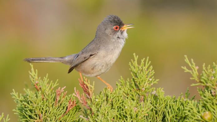 Investigadoras del IMEDEA de Baleares participan en un atlas sobre la migración de más de 300 especies de aves en España